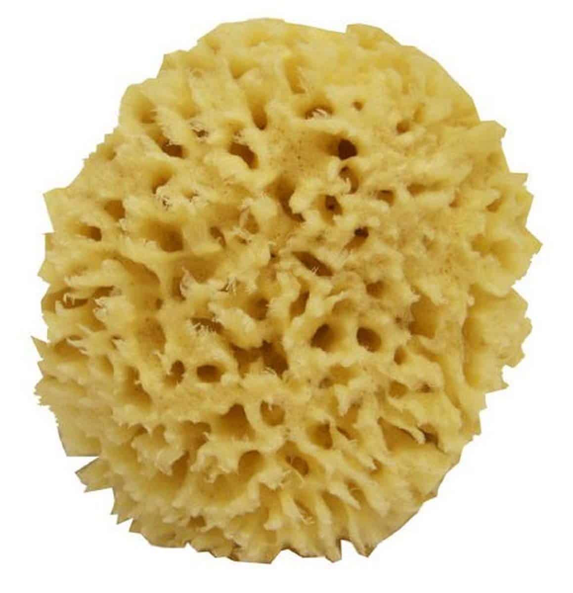 Top 10 Best Natural Sea Sponges For Bathing 2024